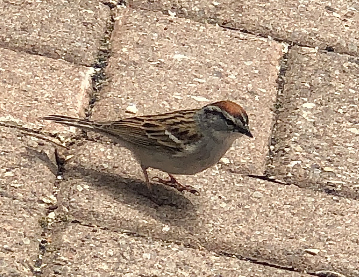 Chipping Sparrow - ML241851281