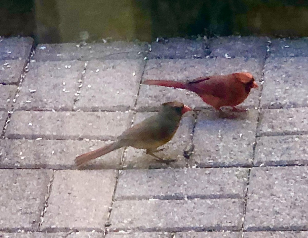 Northern Cardinal - ML241851301