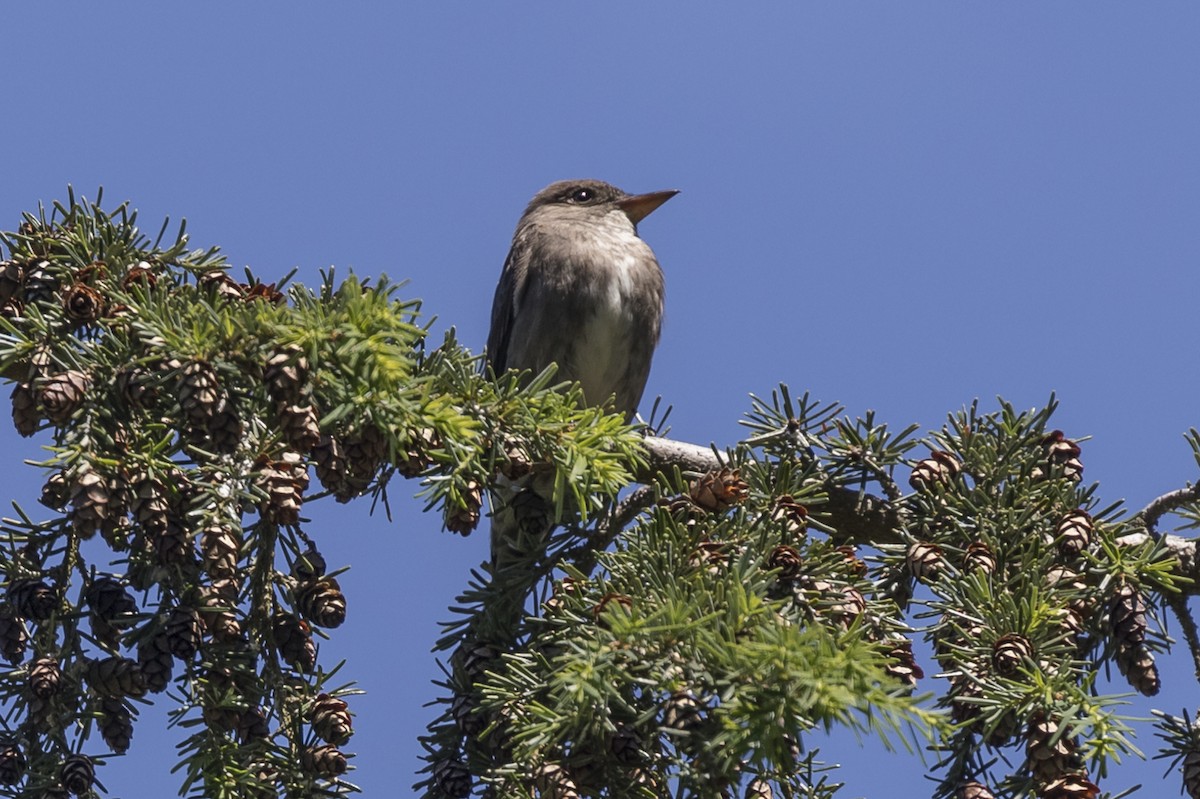 Olive-sided Flycatcher - ML241854831