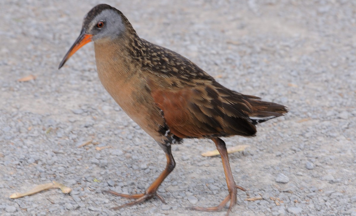 Virginia Rail - ML241856441