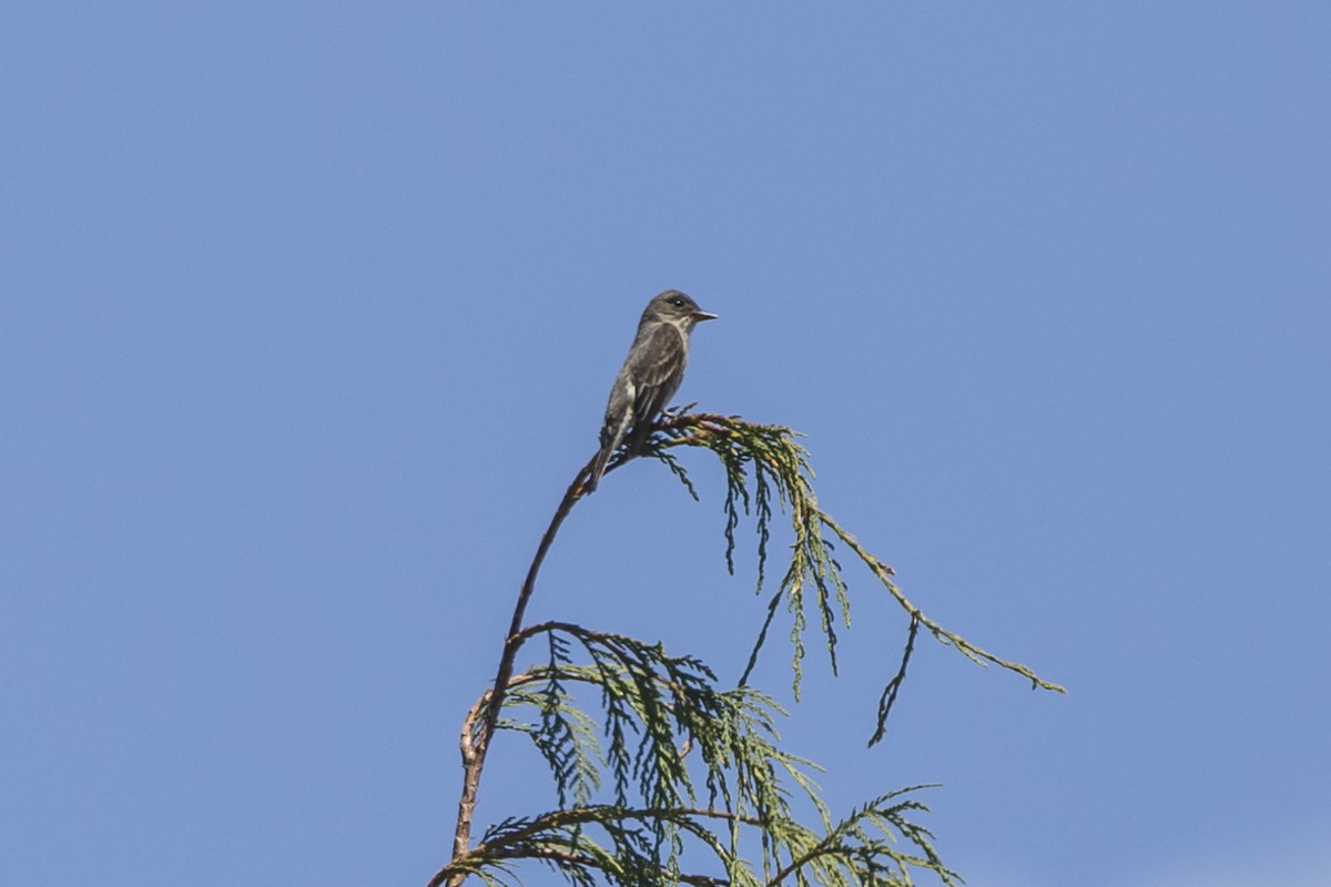 Olive-sided Flycatcher - ML241857811