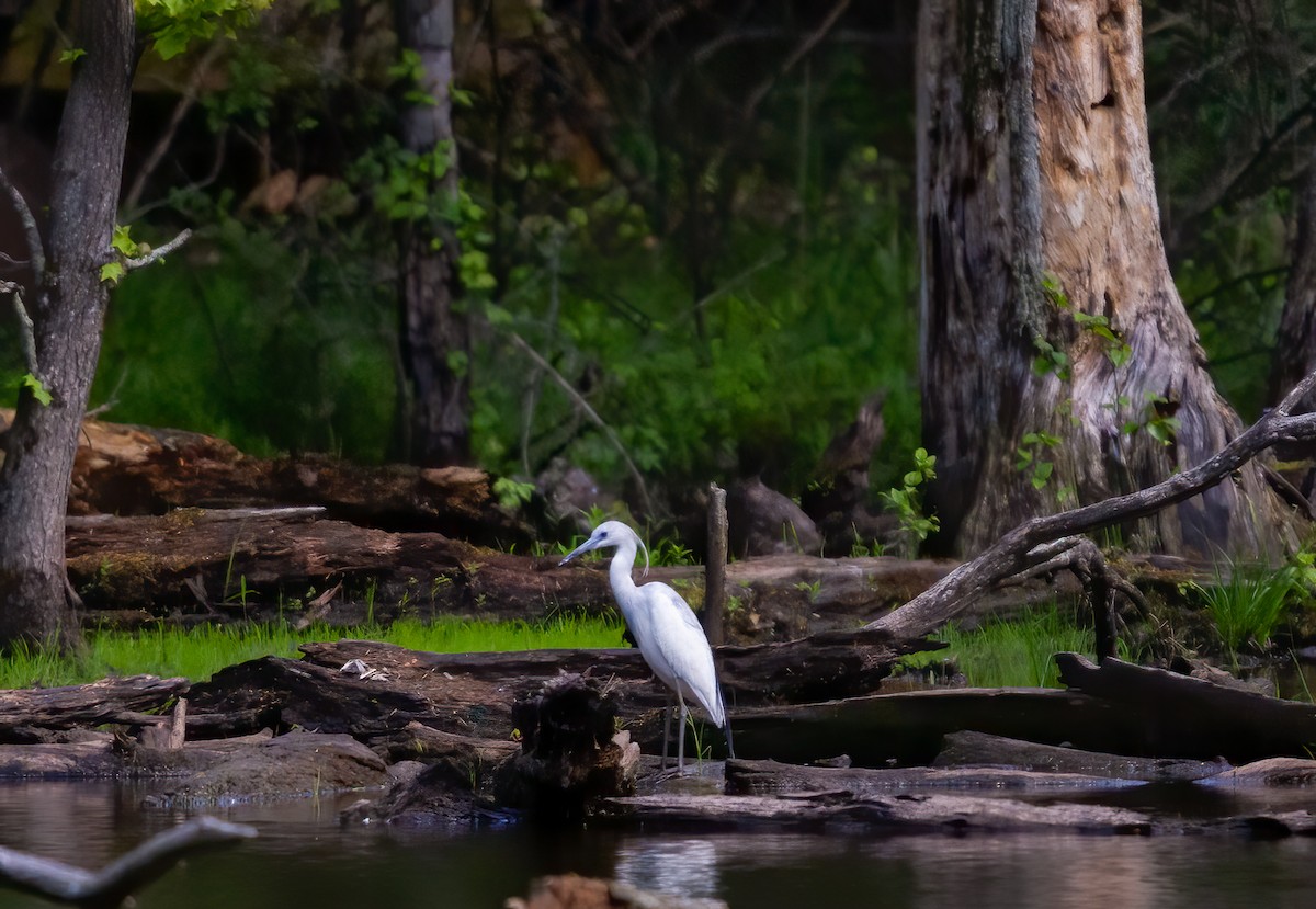 Little Blue Heron - ML241858741