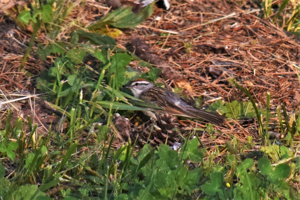 Chipping Sparrow - Gregg Hitchings