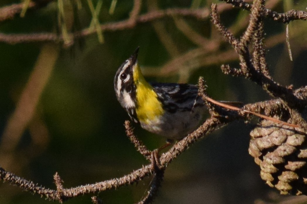 Yellow-throated Warbler - Gregg Hitchings