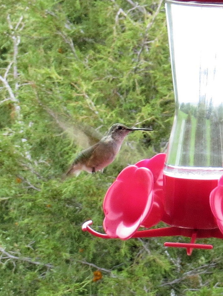 Broad-tailed Hummingbird - Susan Patla