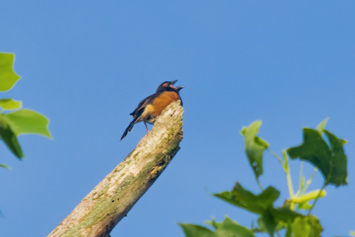 Eastern Towhee - ML241861071