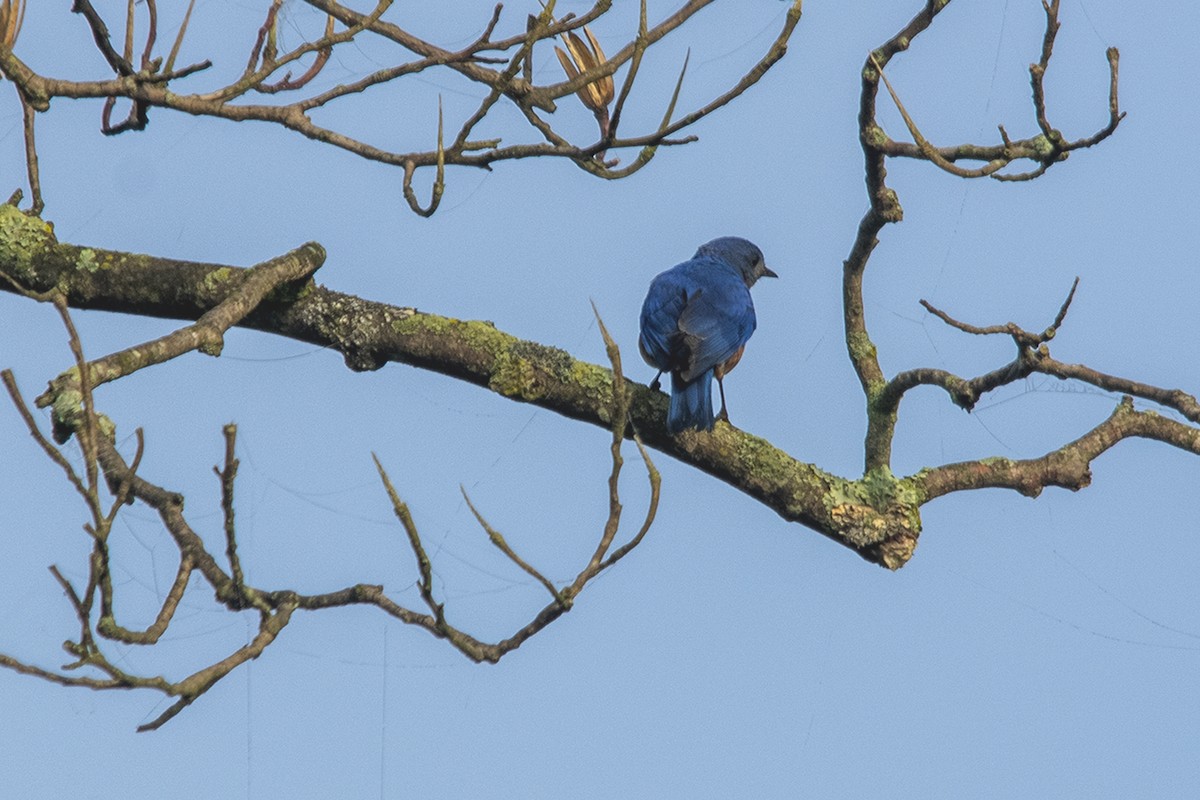 Eastern Bluebird - Bonita Portzline