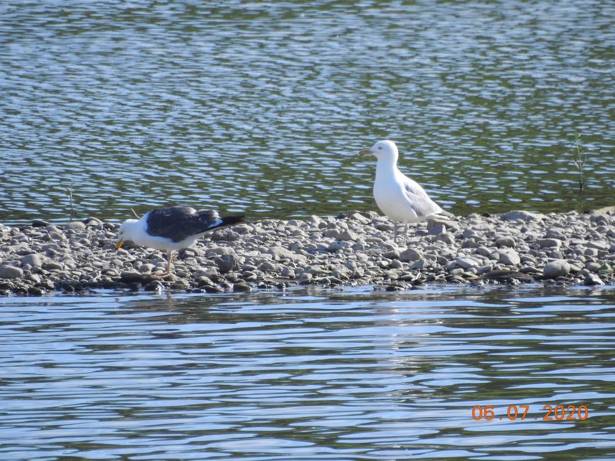 Lesser Black-backed Gull - ML241864851