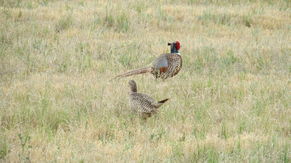 Ring-necked Pheasant - ML241865511