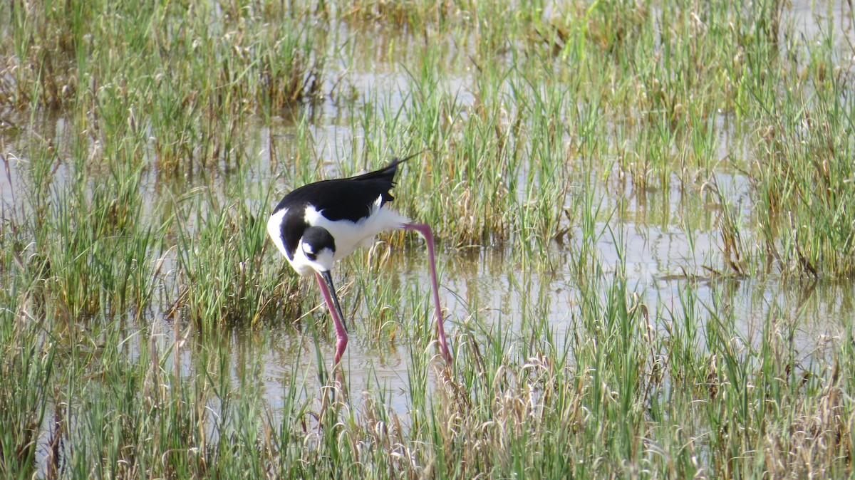 Black-necked Stilt - david stevenson