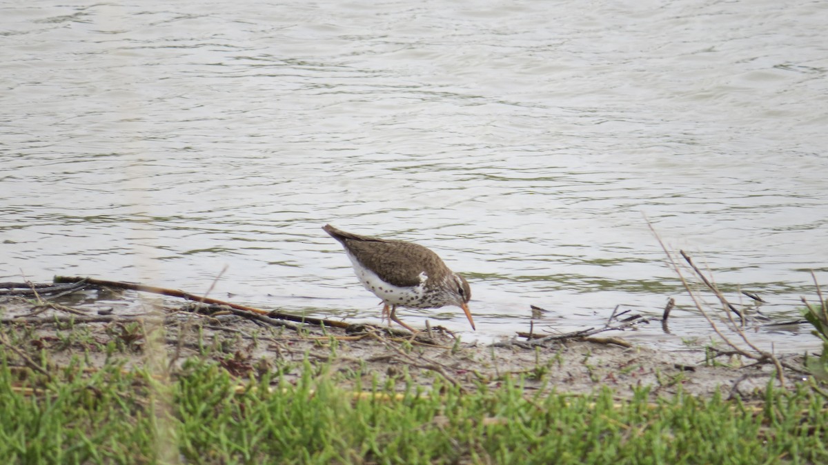 Spotted Sandpiper - david stevenson