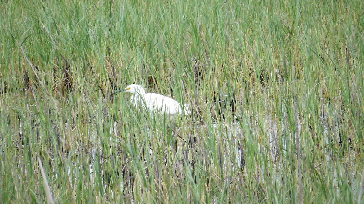 Snowy Egret - ML241866001