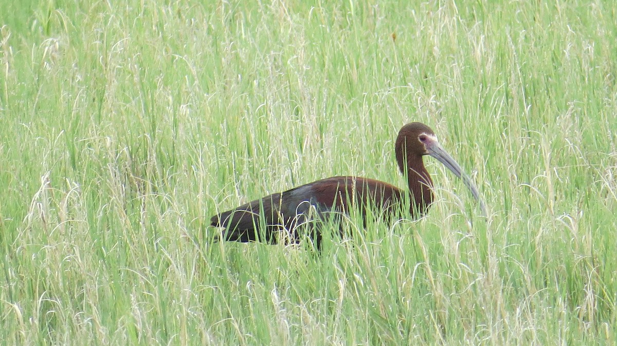 ibis americký - ML241866011