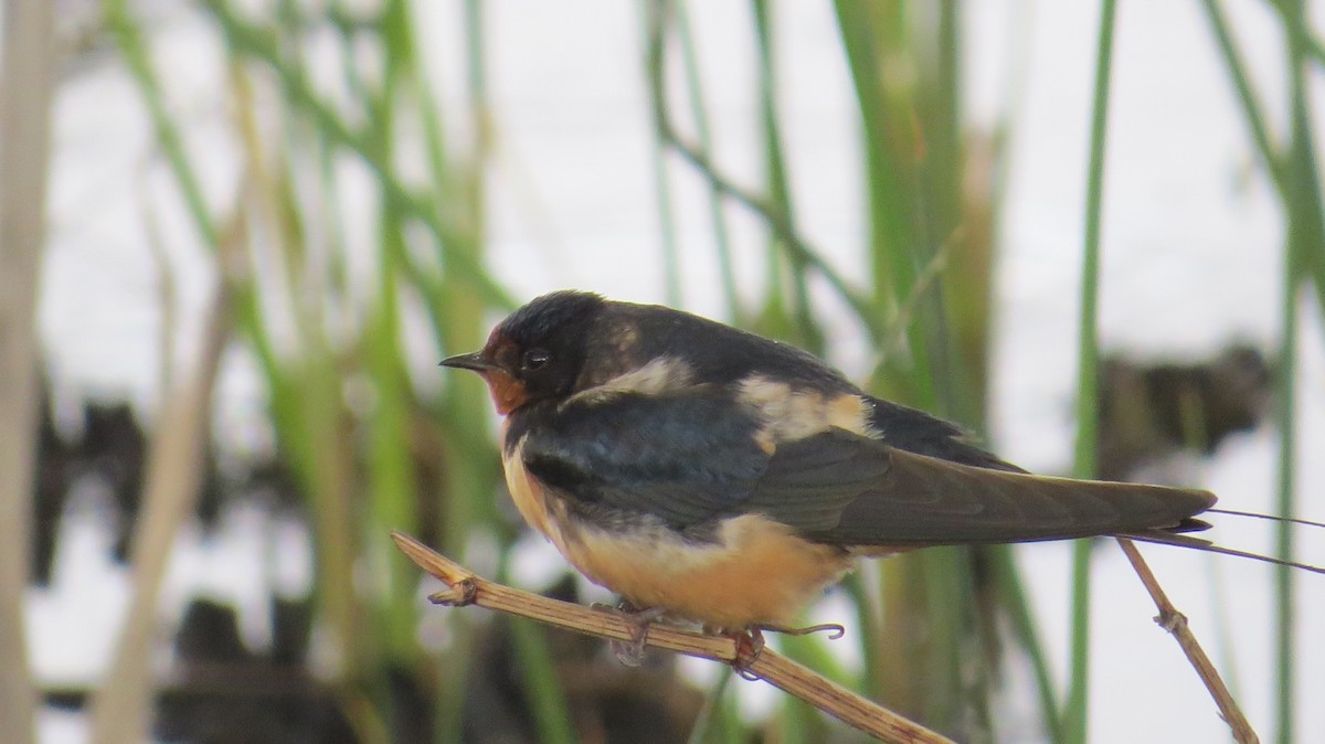 Golondrina Común - ML241866061