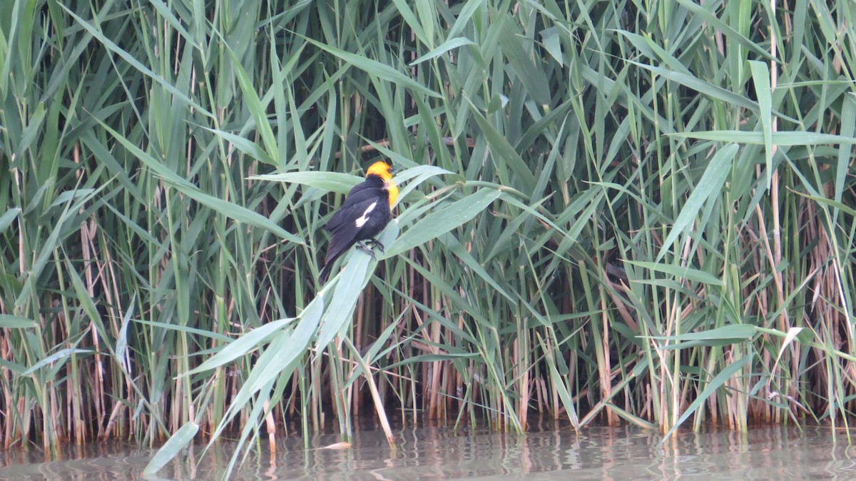 Yellow-headed Blackbird - ML241866111