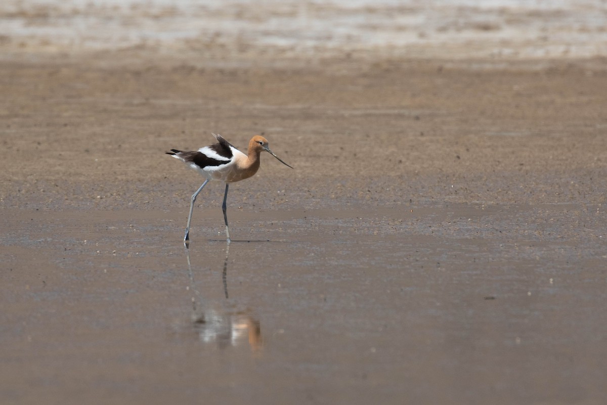 American Avocet - Alex Lamoreaux