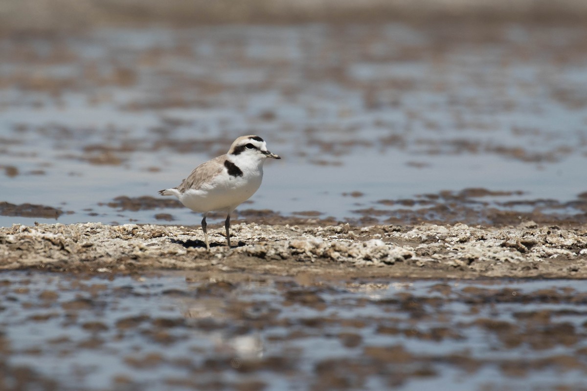 Snowy Plover - Alex Lamoreaux