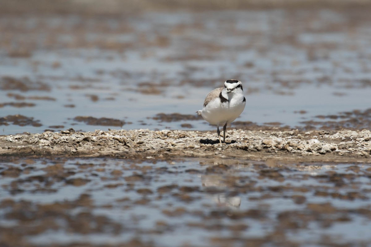 Snowy Plover - Alex Lamoreaux