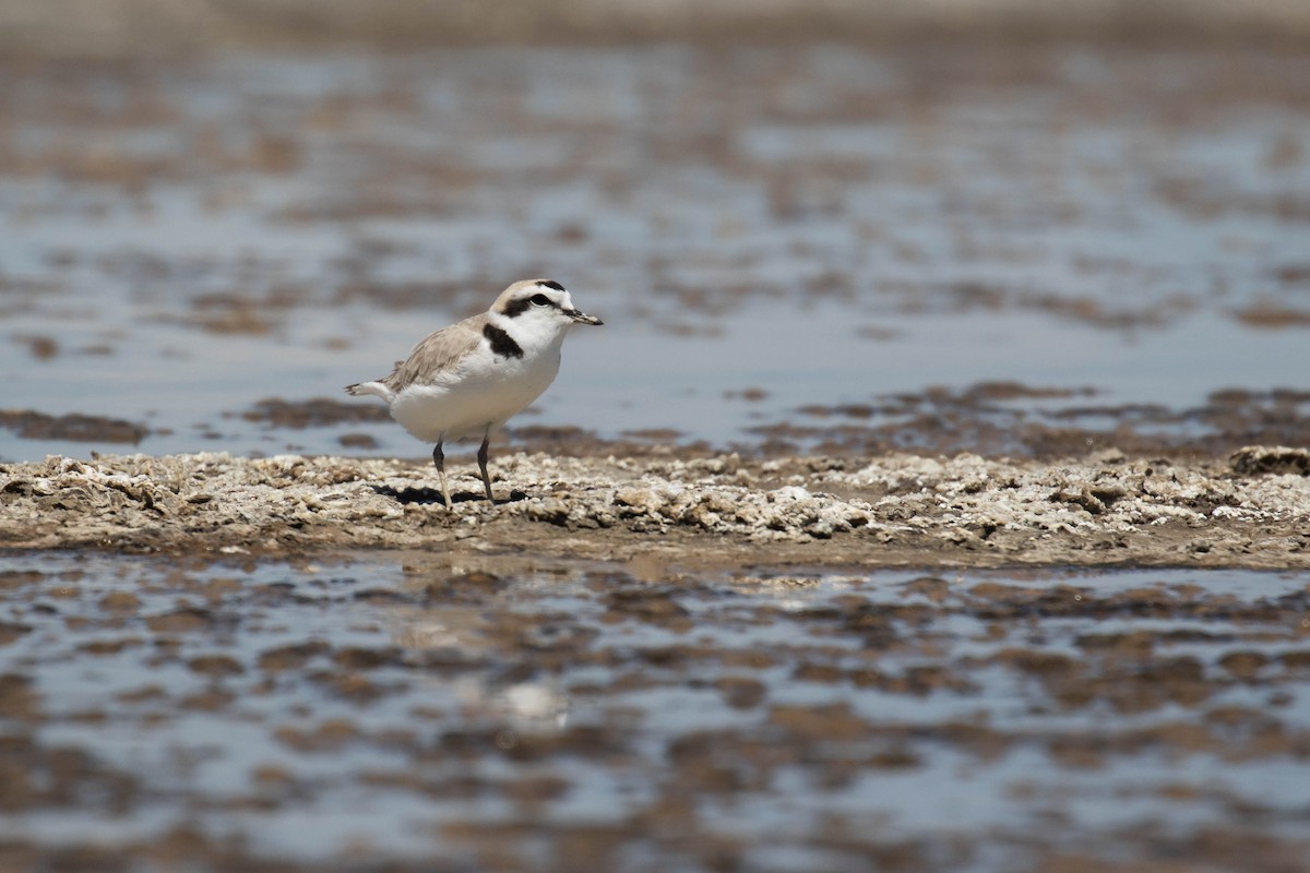 Snowy Plover - Alex Lamoreaux