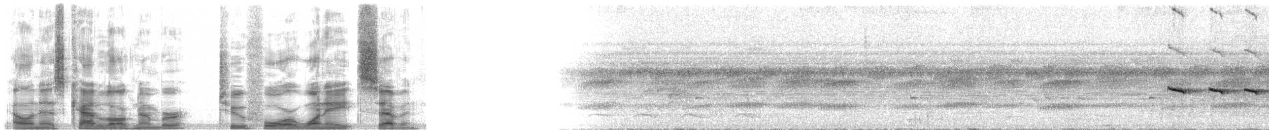 Kuzeyli Kestanerengi Karıncakuşu (hemimelaena) - ML24187