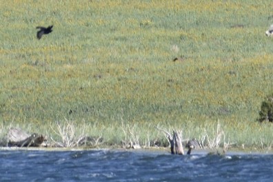 Great-tailed Grackle - ML241871581