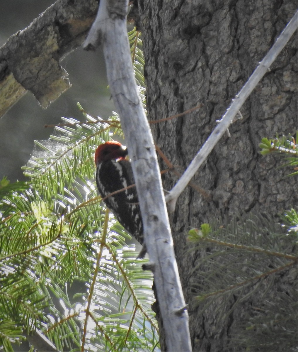 Red-breasted Sapsucker - ML241871771