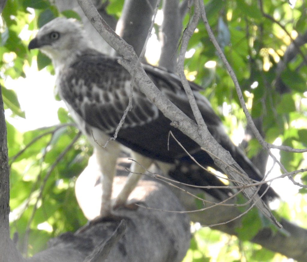 Changeable Hawk-Eagle - ML241872741
