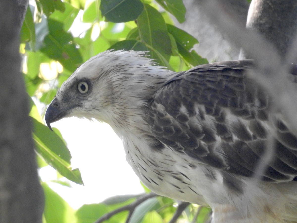 Changeable Hawk-Eagle - ML241872771