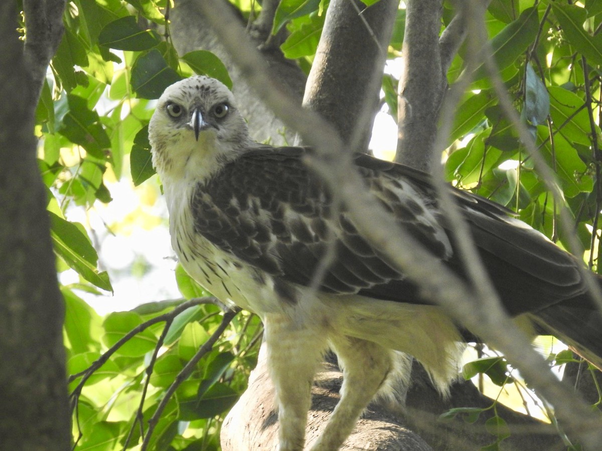 Changeable Hawk-Eagle - ML241872851
