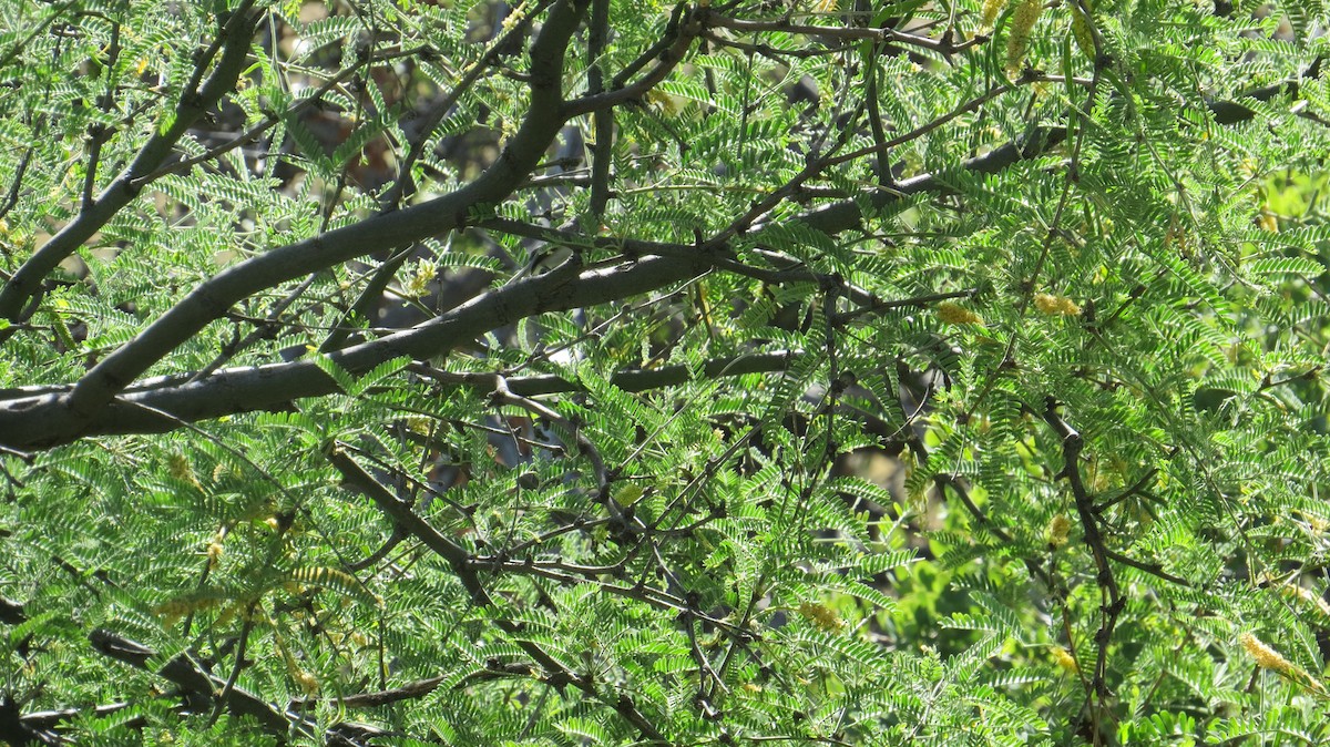 Black-tailed Gnatcatcher - ML241872981