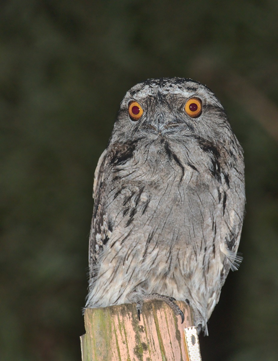 Tawny Frogmouth - ML241875441