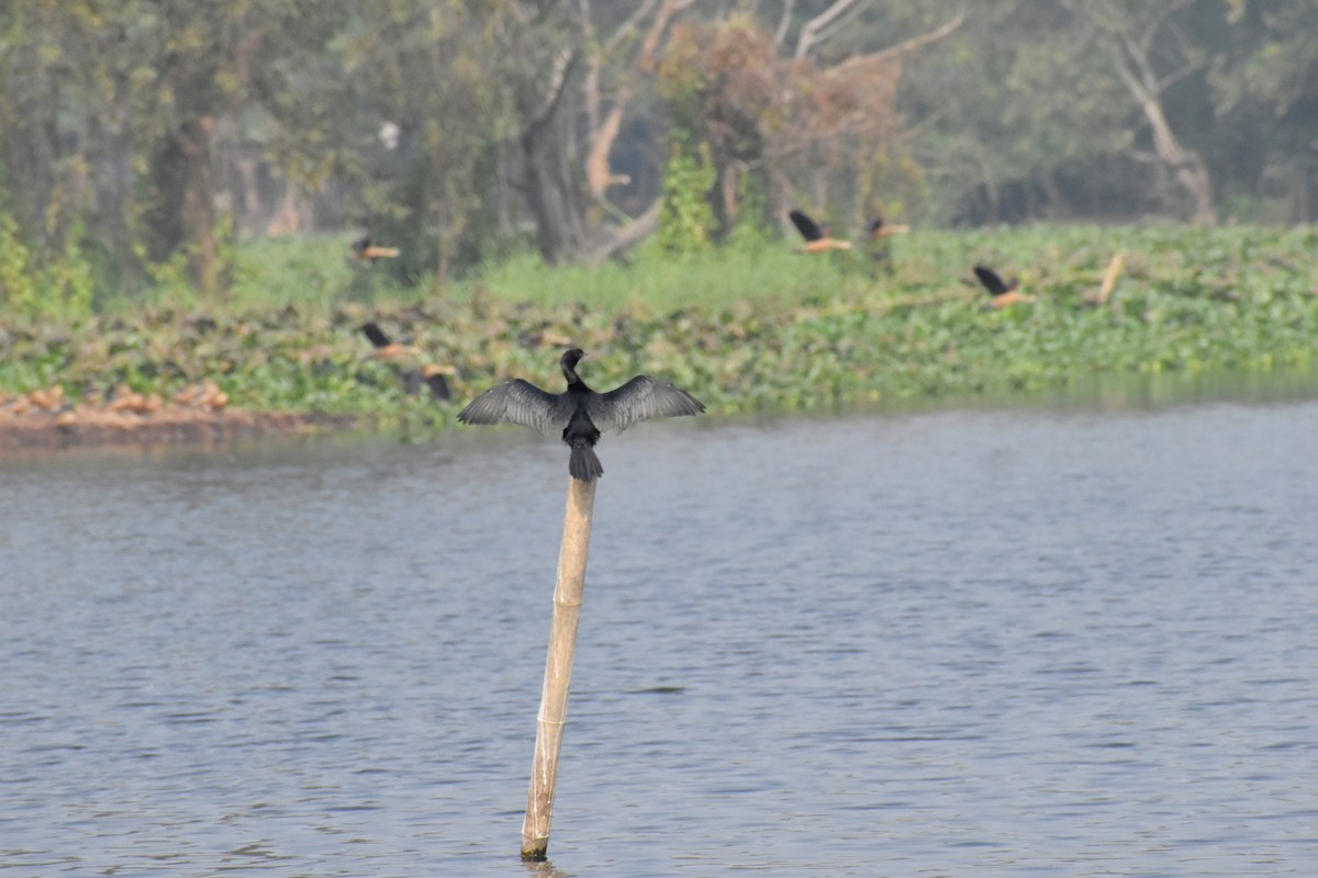 Little/Indian Cormorant - Utsav Biswas