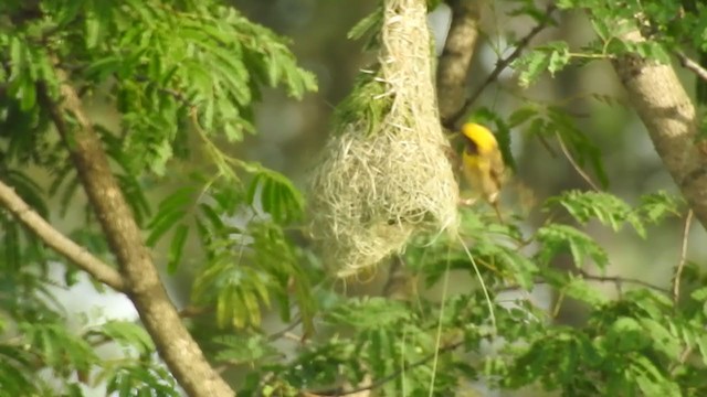 Baya Weaver - ML241875611