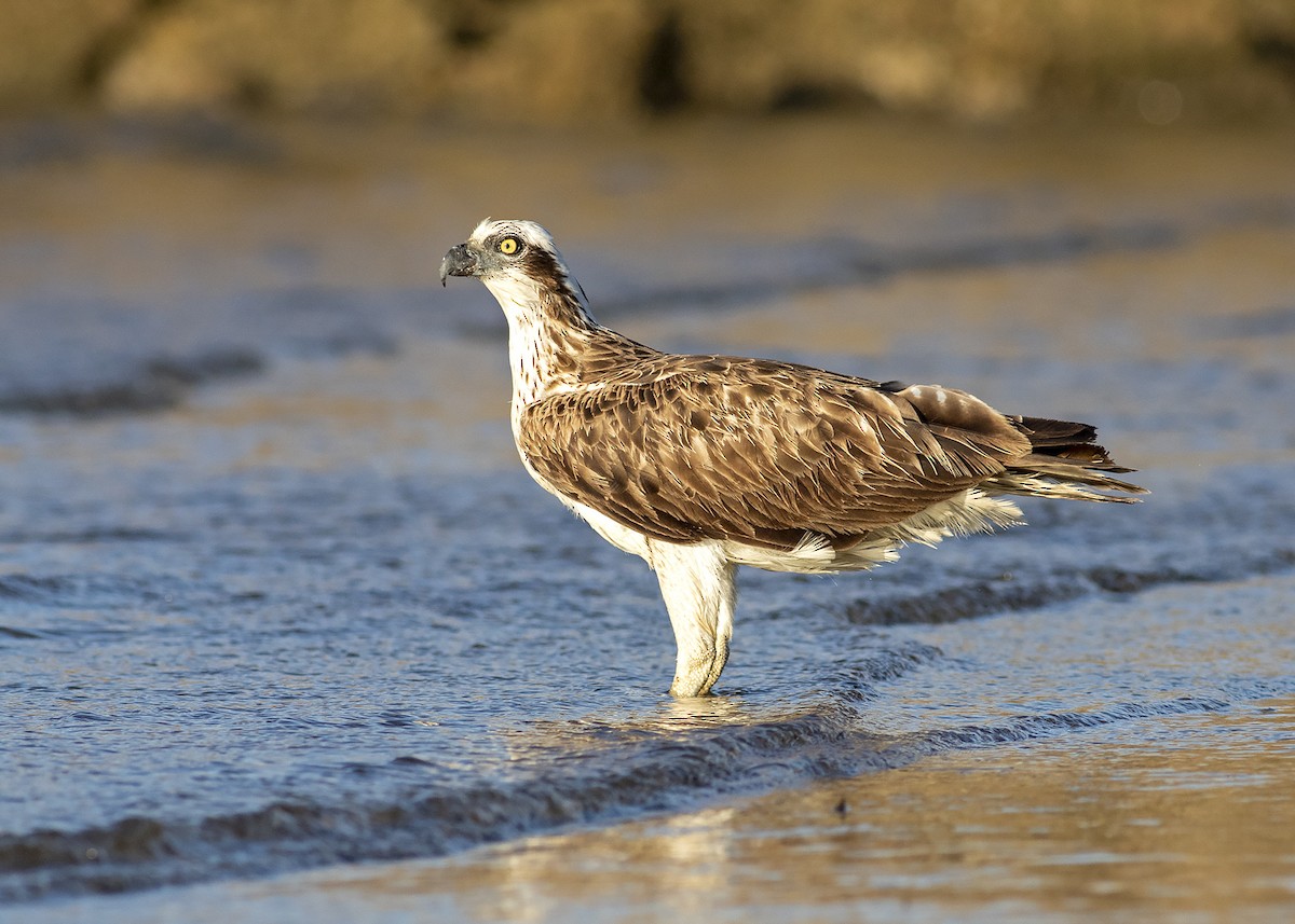 Osprey (Australasian) - ML241875621