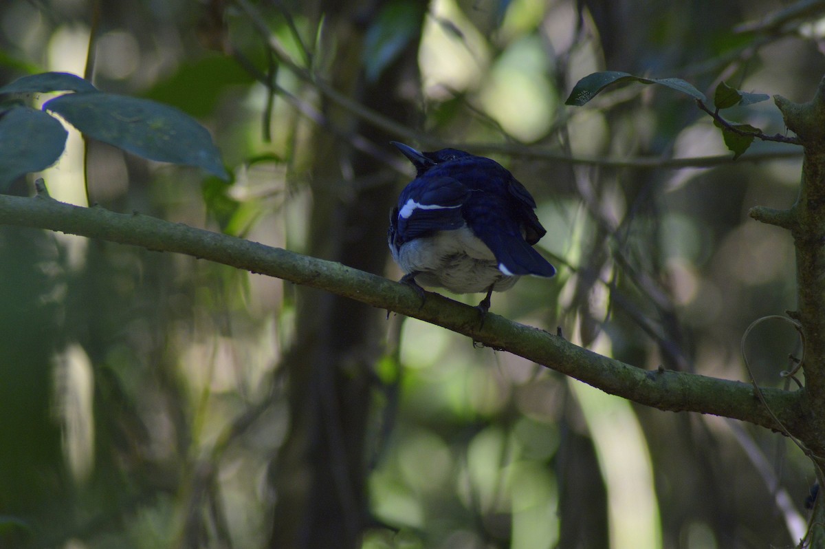 Oriental Magpie-Robin - ML241877311