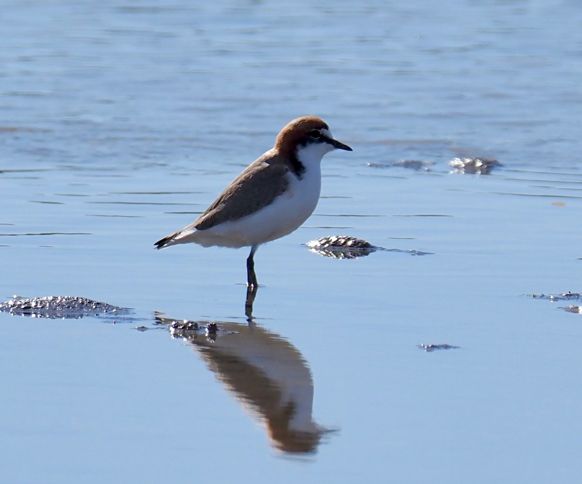 Red-capped Plover - ML241877381