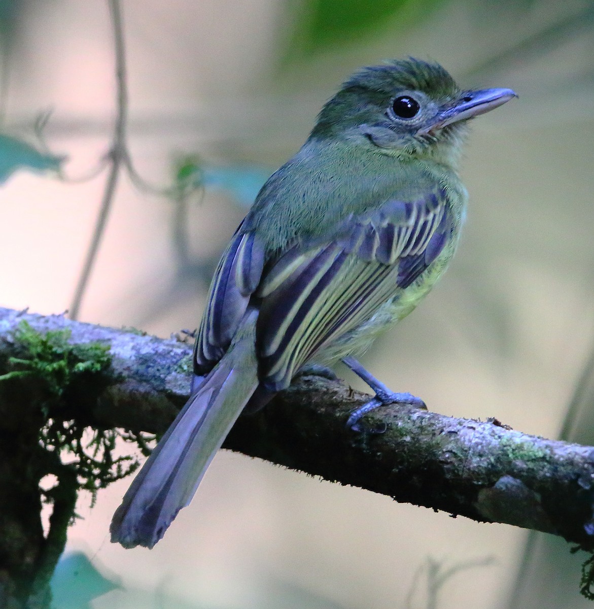 Western Olivaceous Flatbill - Lorenzo Calcaño