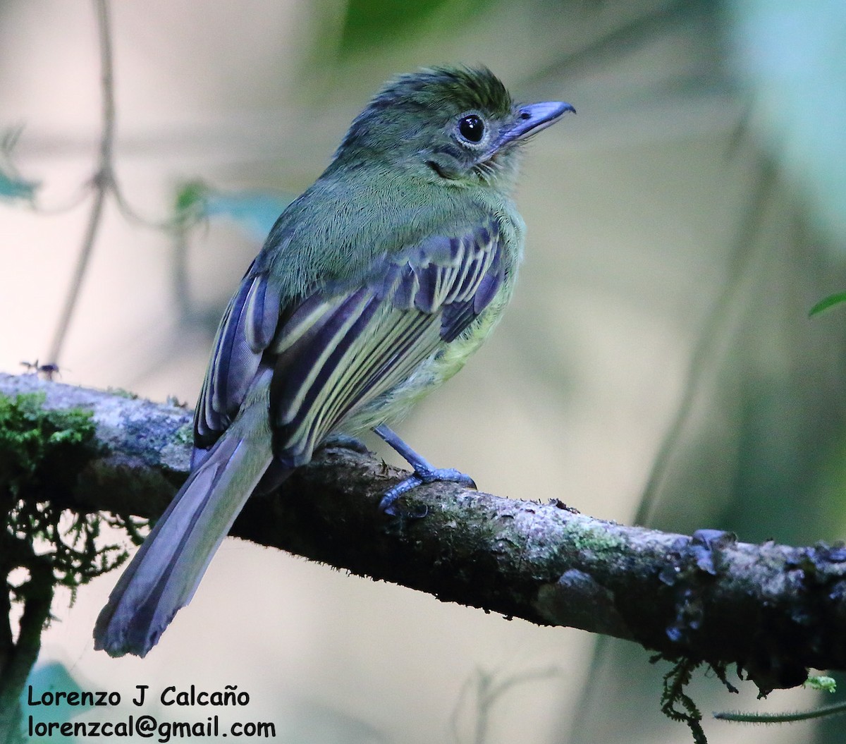 Western Olivaceous Flatbill - Lorenzo Calcaño