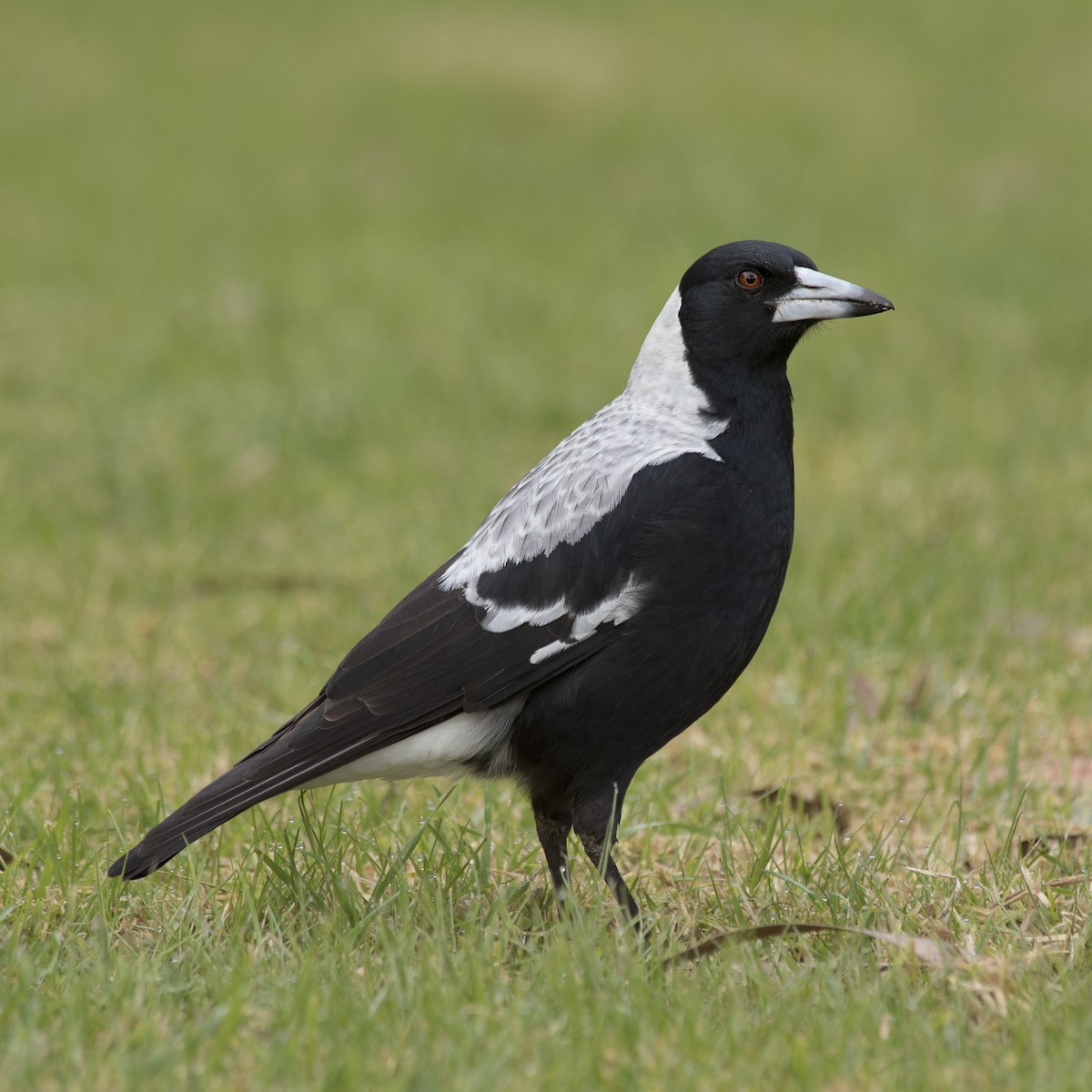 Australian Magpie (White-backed) - ML241877461