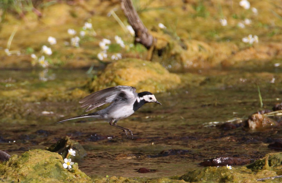 White Wagtail - ML241879731