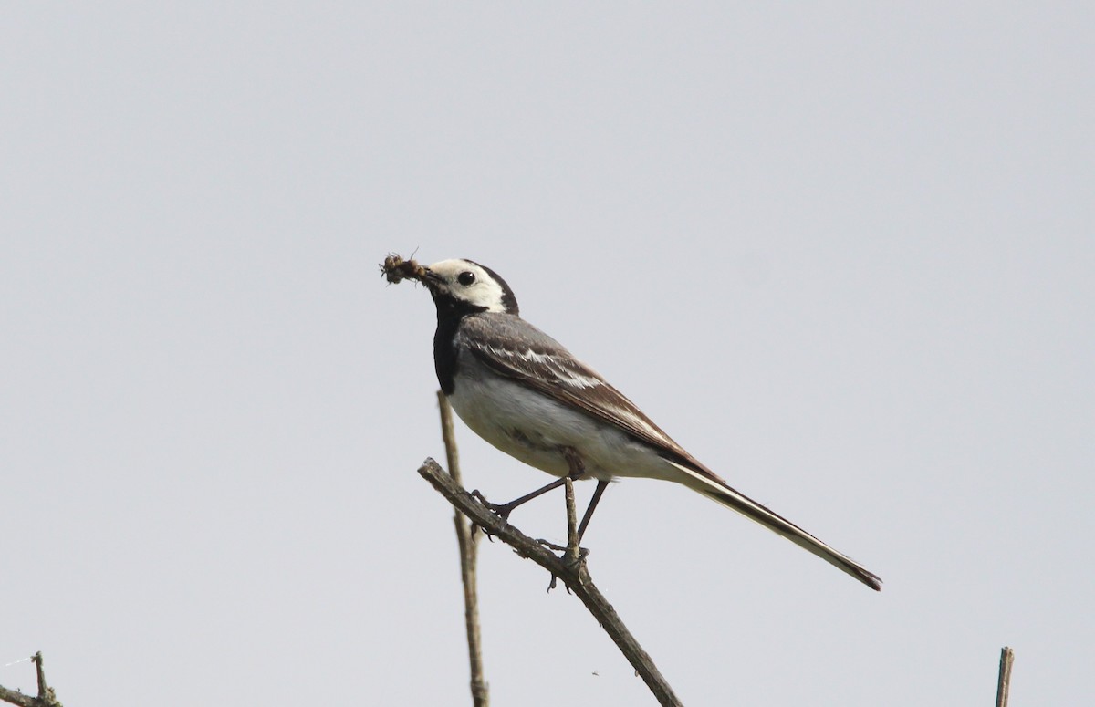 White Wagtail - ML241879741