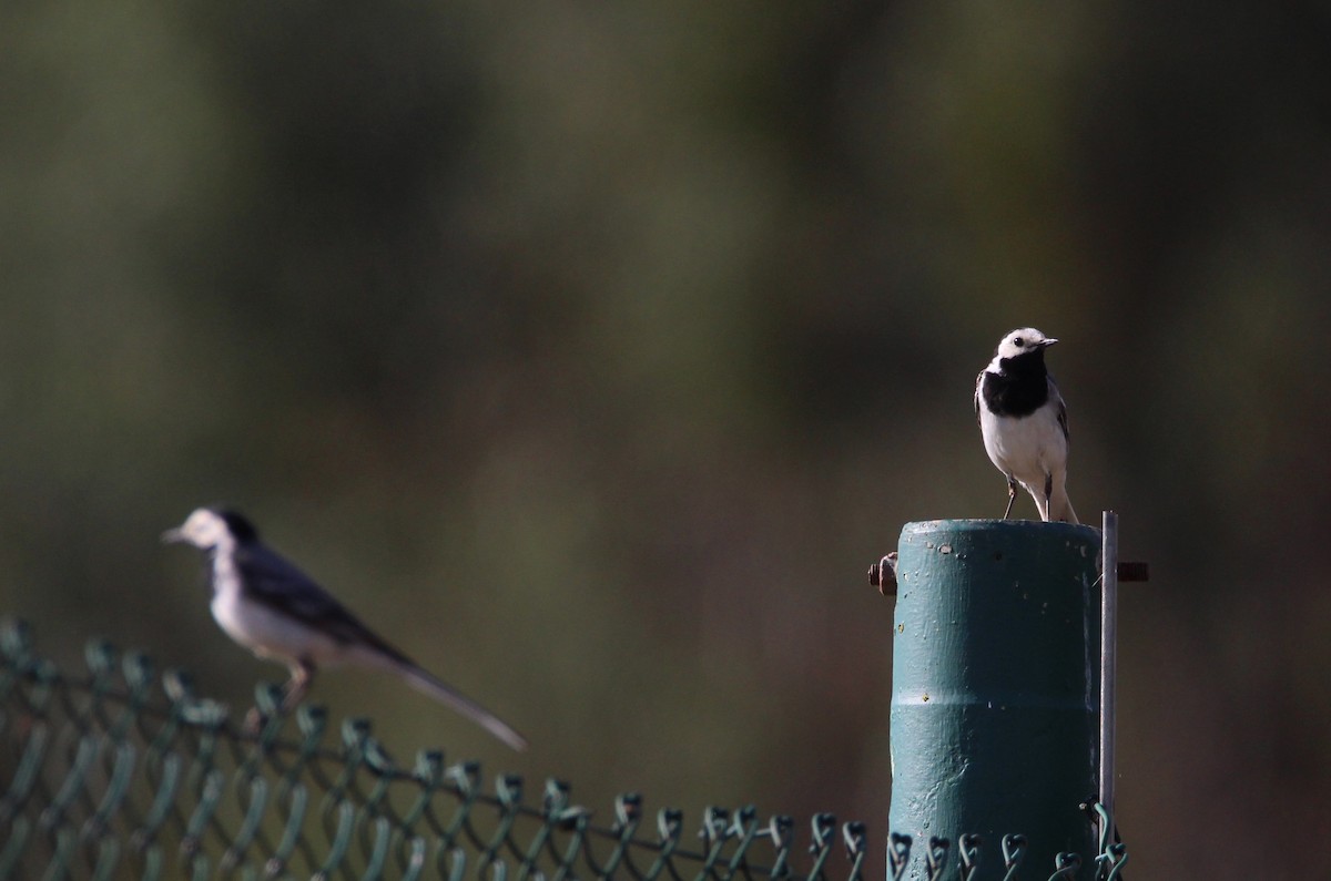 White Wagtail - ML241879761