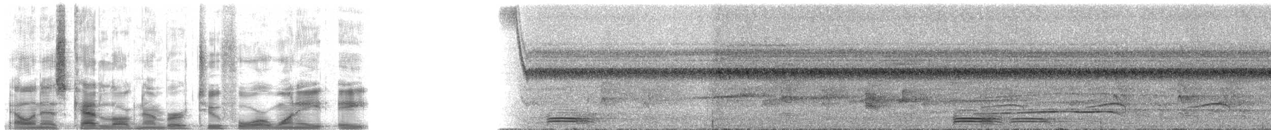 Motmot à bec large (groupe pyrrholaemum) - ML24188