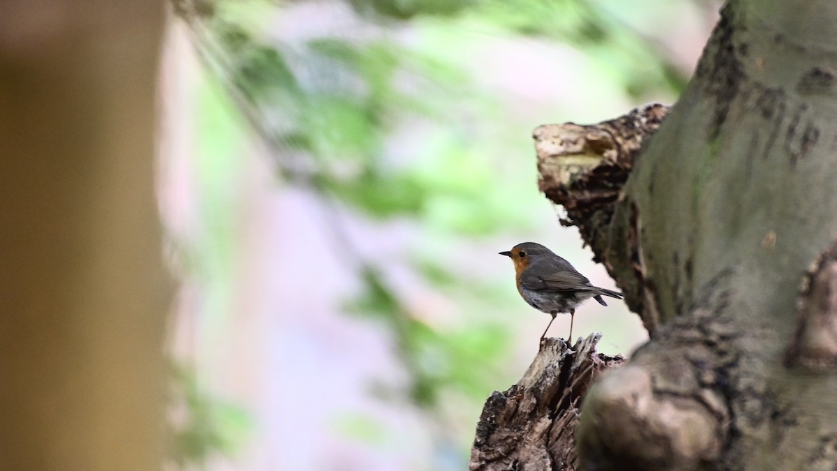 European Robin - ML241880031