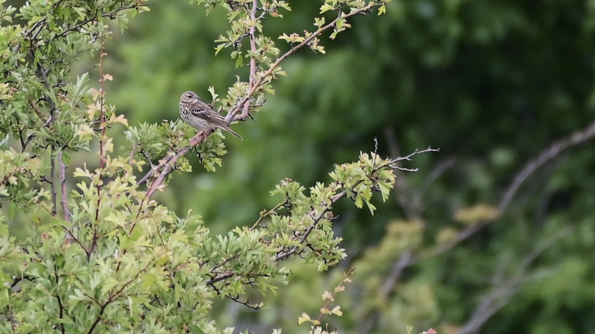 Tree Pipit - ML241880061