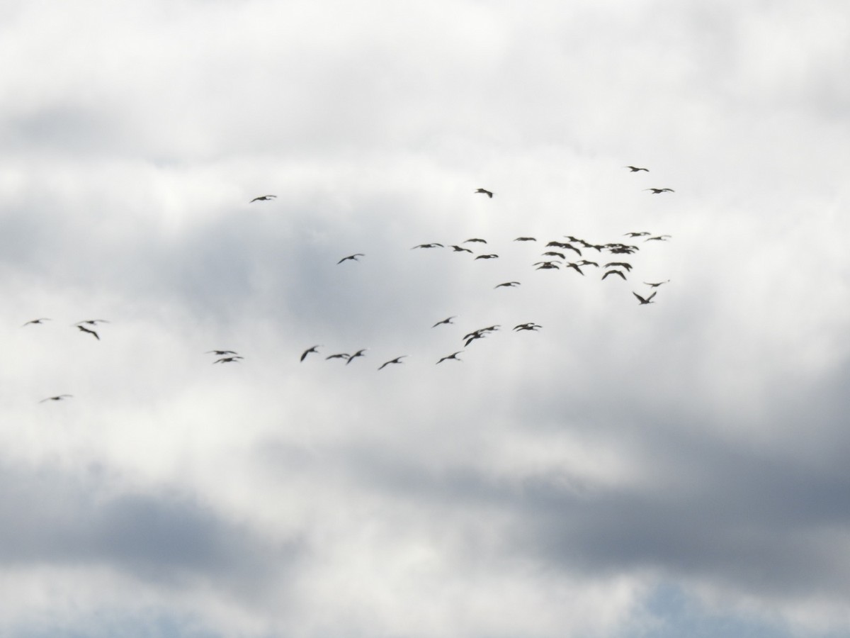 ibis slámokrký - ML241880381