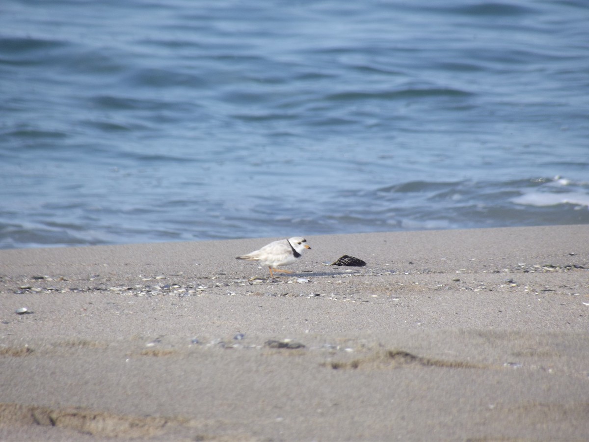 Piping Plover - ML24188111