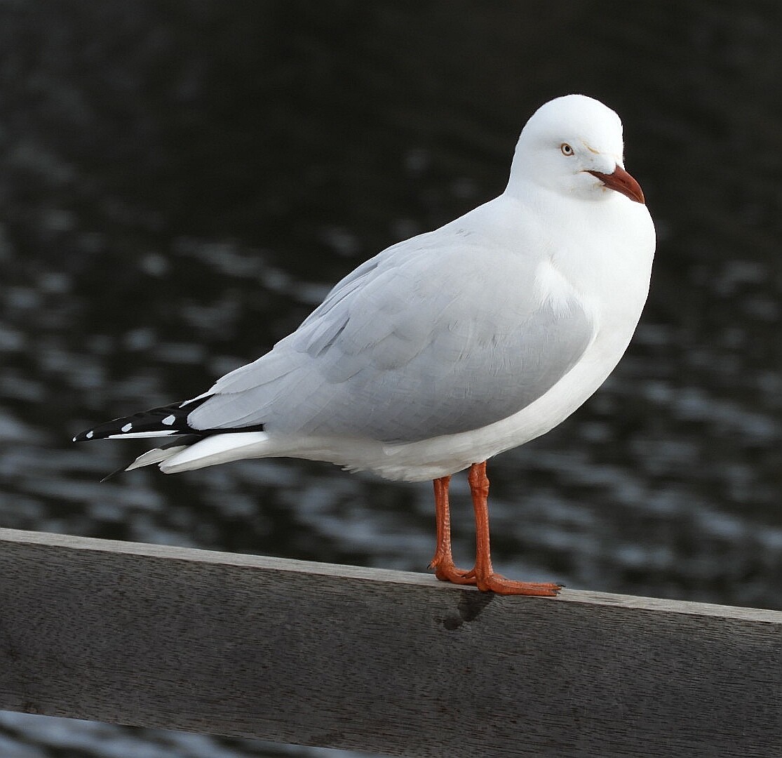 Silver Gull - ML241881561