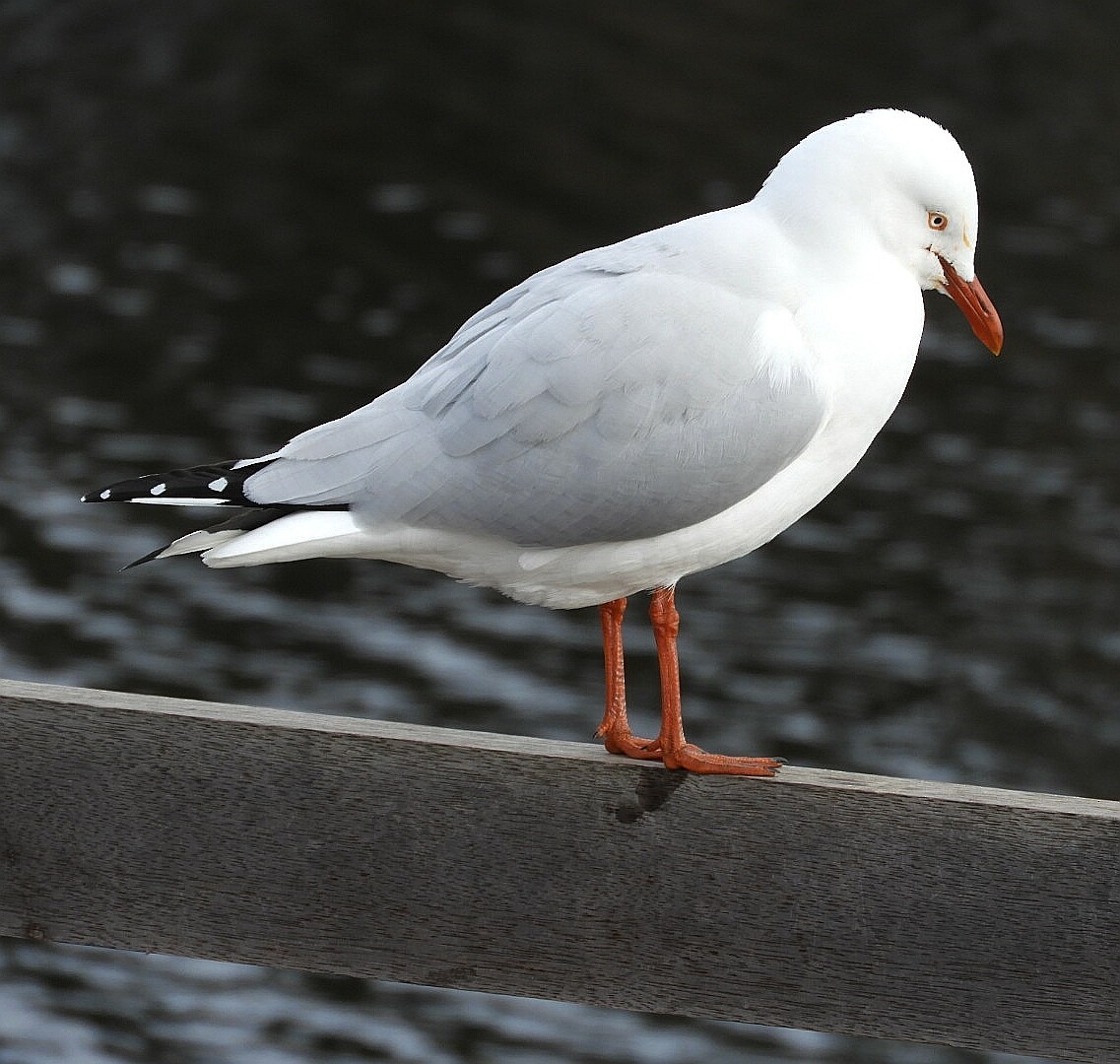 Silver Gull - ML241881581