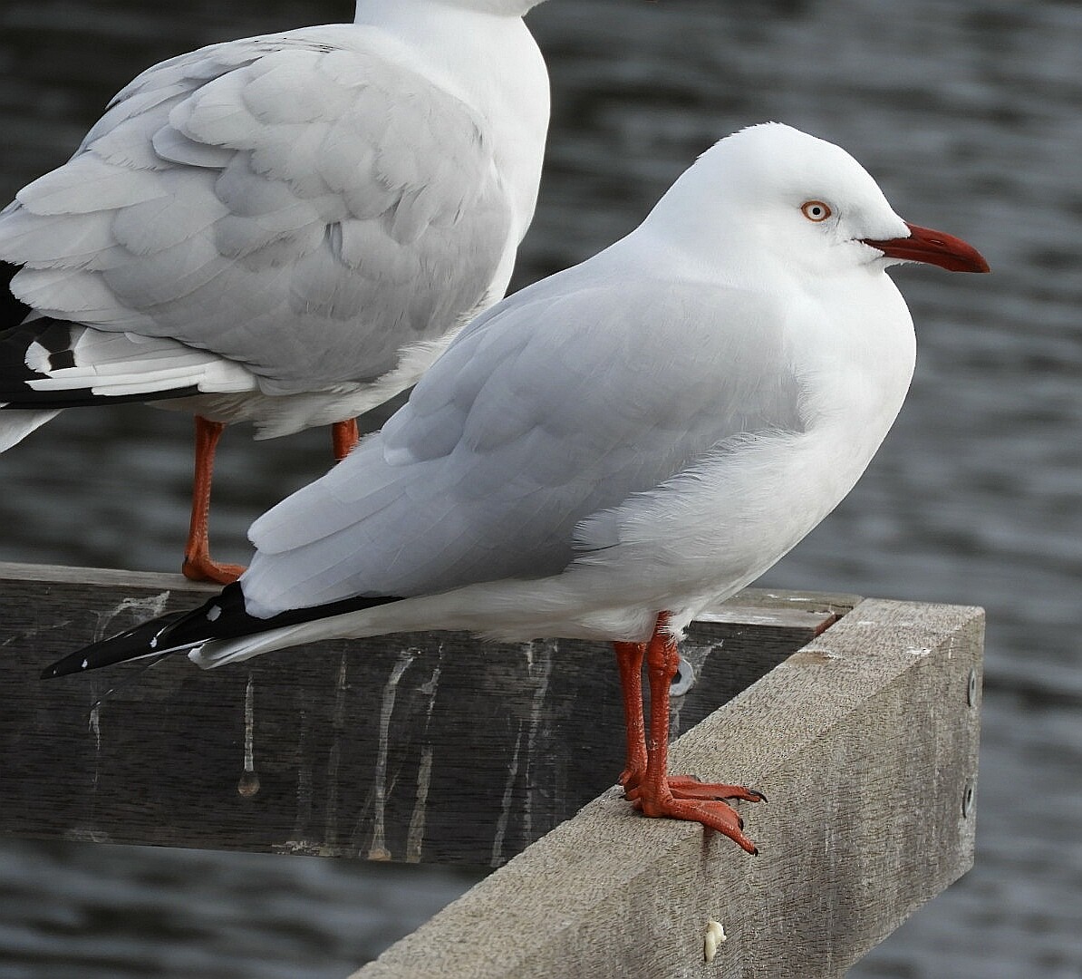 Silver Gull - ML241881591